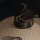 BSTRD. PRO Large Solo Desert Sand